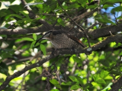 Ptiloris paradiseus (Paradise Riflebird) at O'Reilly, QLD - 4 Aug 2009 by Harrisi