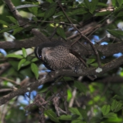 Ptiloris paradiseus at O'Reilly, QLD - 4 Aug 2009