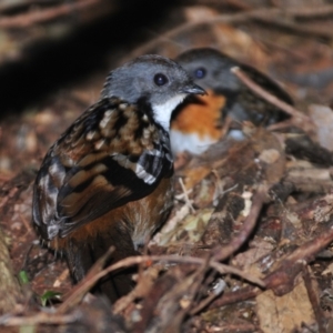 Orthonyx temminckii at O'Reilly, QLD - 5 Aug 2009