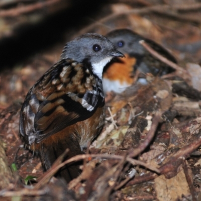 Orthonyx temminckii (Australian Logrunner) at Lamington National Park - 5 Aug 2009 by Harrisi