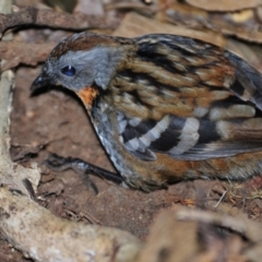 Orthonyx temminckii at O'Reilly, QLD - 5 Aug 2009