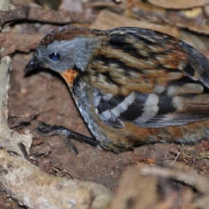 Orthonyx temminckii at O'Reilly, QLD - 5 Aug 2009 04:35 PM
