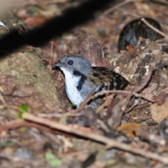 Orthonyx temminckii at O'Reilly, QLD - 5 Aug 2009