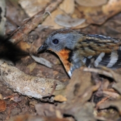 Orthonyx temminckii at O'Reilly, QLD - 5 Aug 2009 04:35 PM