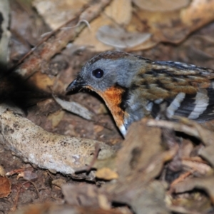 Orthonyx temminckii at O'Reilly, QLD - 5 Aug 2009