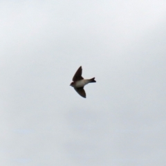 Petrochelidon ariel (Fairy Martin) at Tuggeranong Creek to Monash Grassland - 26 Aug 2021 by RodDeb