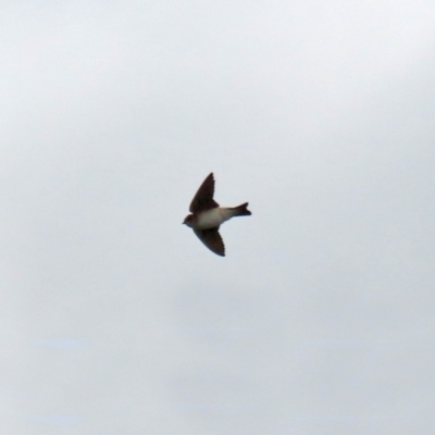 Petrochelidon ariel (Fairy Martin) at Monash Grassland - 26 Aug 2021 by RodDeb