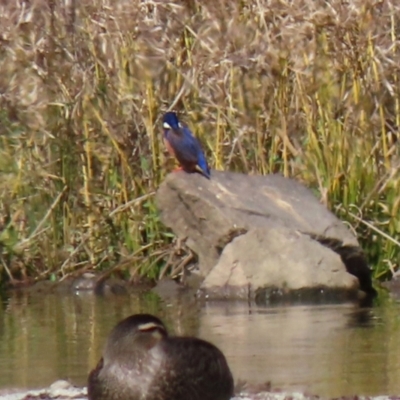 Ceyx azureus (Azure Kingfisher) at Tuggeranong Creek to Monash Grassland - 26 Aug 2021 by RodDeb