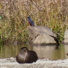 Ceyx azureus at Monash, ACT - 26 Aug 2021