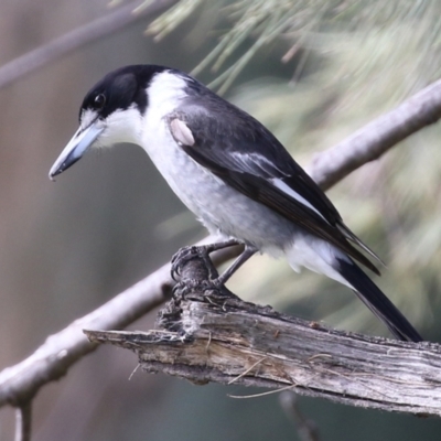 Cracticus torquatus (Grey Butcherbird) at Monash, ACT - 26 Aug 2021 by RodDeb