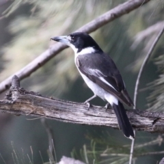 Cracticus torquatus at Monash, ACT - 26 Aug 2021 01:19 PM