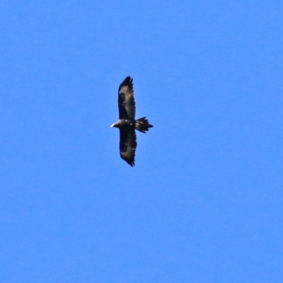 Aquila audax (Wedge-tailed Eagle) at Tuggeranong Creek to Monash Grassland - 26 Aug 2021 by RodDeb