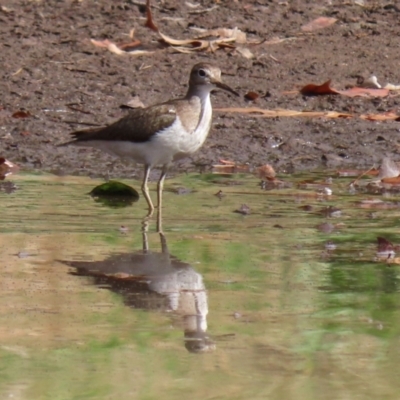 Actitis hypoleucos (Common Sandpiper) at Isabella Pond - 26 Aug 2021 by RodDeb