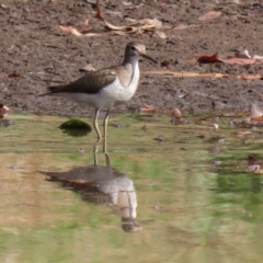 Actitis hypoleucos (Common Sandpiper) at Monash, ACT - 26 Aug 2021 by RodDeb