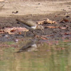 Actitis hypoleucos at Monash, ACT - 26 Aug 2021