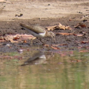 Actitis hypoleucos at Monash, ACT - 26 Aug 2021