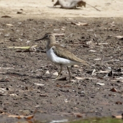 Actitis hypoleucos at Monash, ACT - 26 Aug 2021