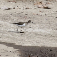 Actitis hypoleucos at Monash, ACT - 26 Aug 2021