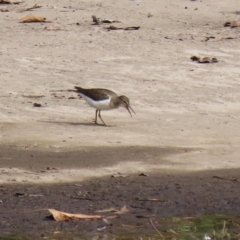 Actitis hypoleucos at Monash, ACT - 26 Aug 2021