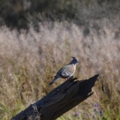 Ocyphaps lophotes (Crested Pigeon) at Leeton, NSW - 2 Oct 2020 by natureguy