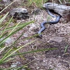 Pseudechis porphyriacus (Red-bellied Black Snake) at Mittagong, NSW - 26 Aug 2021 by KarenG