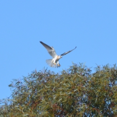 Elanus axillaris (Black-shouldered Kite) at Leeton, NSW - 2 Oct 2020 by natureguy