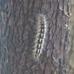 Anthela (genus) immature (Unidentified Anthelid Moth) at Leeton, NSW - 2 Oct 2020 by natureguy