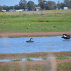 Cygnus atratus at Leeton, NSW - 2 Oct 2020