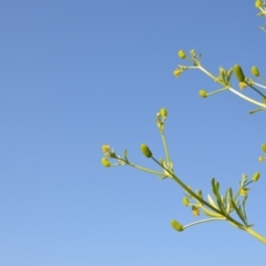 Ranunculus sceleratus at Leeton, NSW - 2 Oct 2020