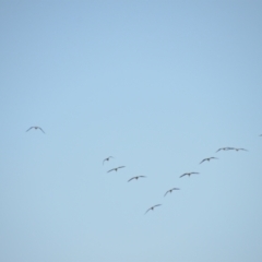 Threskiornis spinicollis (Straw-necked Ibis) at Leeton, NSW - 2 Oct 2020 by natureguy