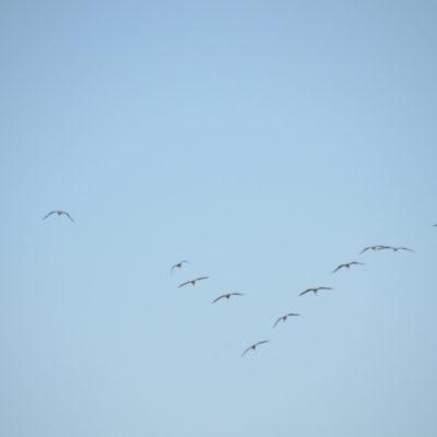 Threskiornis spinicollis (Straw-necked Ibis) at Leeton, NSW - 2 Oct 2020 by natureguy