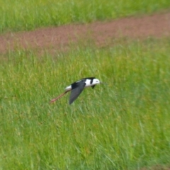 Himantopus leucocephalus (Pied Stilt) at Leeton, NSW - 2 Oct 2020 by natureguy