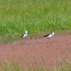 Himantopus leucocephalus at Leeton, NSW - 2 Oct 2020