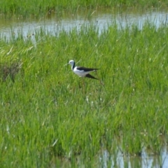 Himantopus leucocephalus at Leeton, NSW - 2 Oct 2020 01:58 PM
