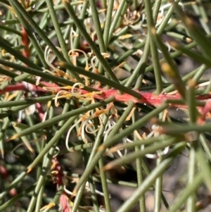 Hakea decurrens subsp. decurrens at Aranda, ACT - 26 Aug 2021