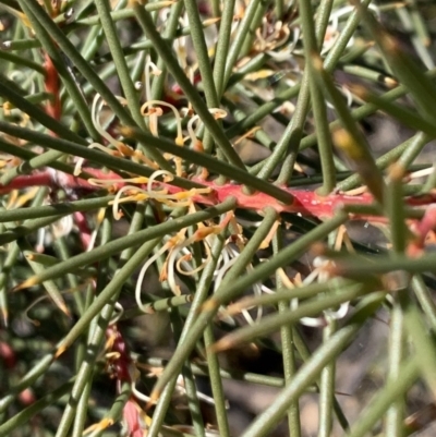 Hakea decurrens subsp. decurrens (Bushy Needlewood) at Aranda, ACT - 26 Aug 2021 by Wendyp5