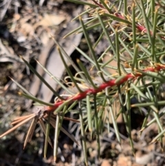 Hakea decurrens subsp. decurrens at Aranda, ACT - 26 Aug 2021