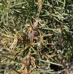 Hakea decurrens subsp. decurrens at Aranda, ACT - 26 Aug 2021