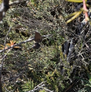 Hakea decurrens subsp. decurrens at Aranda, ACT - 26 Aug 2021