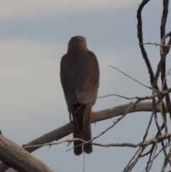 Accipiter cirrocephalus (Collared Sparrowhawk) at Pine Island to Point Hut - 20 Nov 2014 by michaelb
