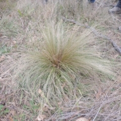 Nassella trichotoma (Serrated Tussock) at Bungendore, NSW - 10 Jul 2021 by michaelb