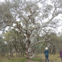 Eucalyptus mannifera (Brittle Gum) at Bungendore, NSW - 10 Jul 2021 by MichaelBedingfield