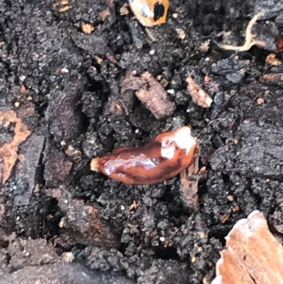 Anzoplana trilineata (A Flatworm) at Garran, ACT - 21 Aug 2021 by Tapirlord