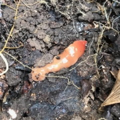 Australoplana alba at Garran, ACT - suppressed