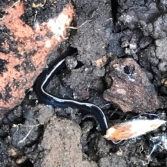 Caenoplana coerulea (Blue Planarian, Blue Garden Flatworm) at Garran, ACT - 21 Aug 2021 by Tapirlord