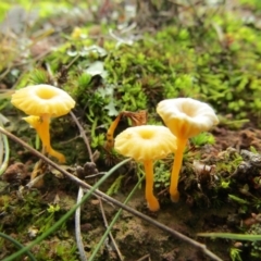 Lichenomphalia chromacea at Nicholls, ACT - 13 Jul 2021