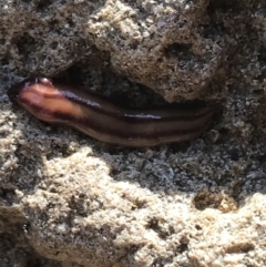 Anzoplana trilineata (A Flatworm) at Garran, ACT - 23 Aug 2021 by Tapirlord