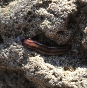 Anzoplana trilineata at Garran, ACT - 23 Aug 2021