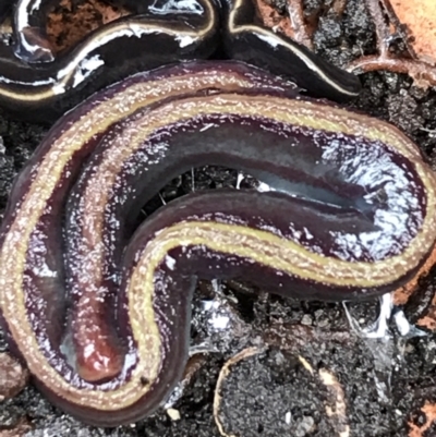 Caenoplana bicolor (Two-tone Planarian) at Garran, ACT - 24 Aug 2021 by Tapirlord