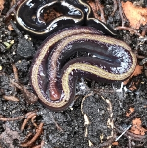 Caenoplana bicolor at Garran, ACT - suppressed